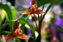 orchidees senat 035 * 4368 x 2912 * (4.98MB)